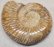 Ammonite - Perisphinctes